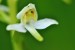 orchidej, vemeník z Hadího vrchu